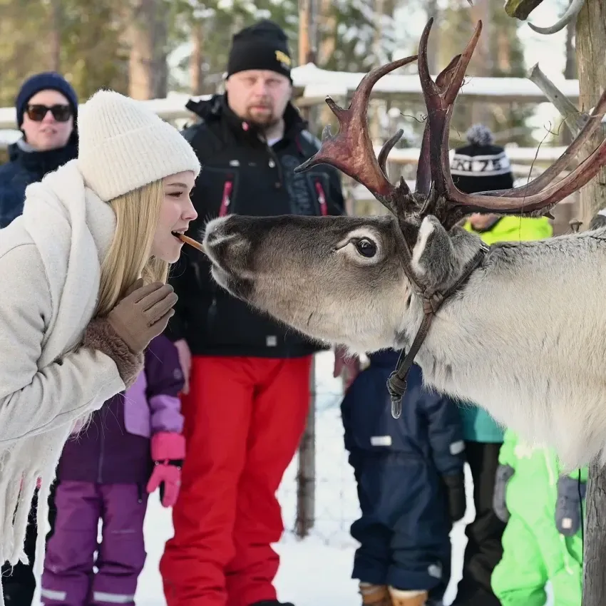 Kissin reindeer at Levi Husky Park
