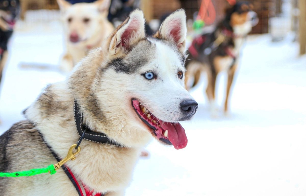 Husky Safari Levi 5 km