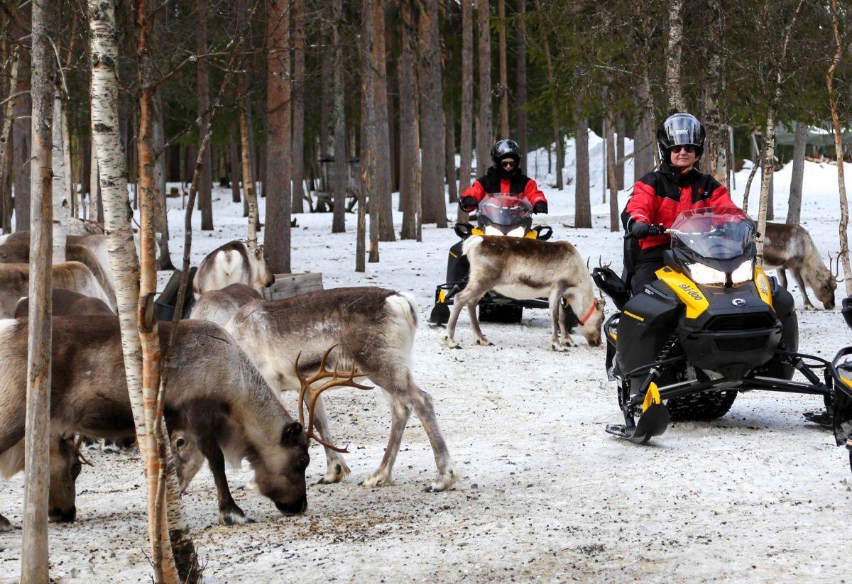 Reindeer Herder's Day with a snowmobile sled, Levi