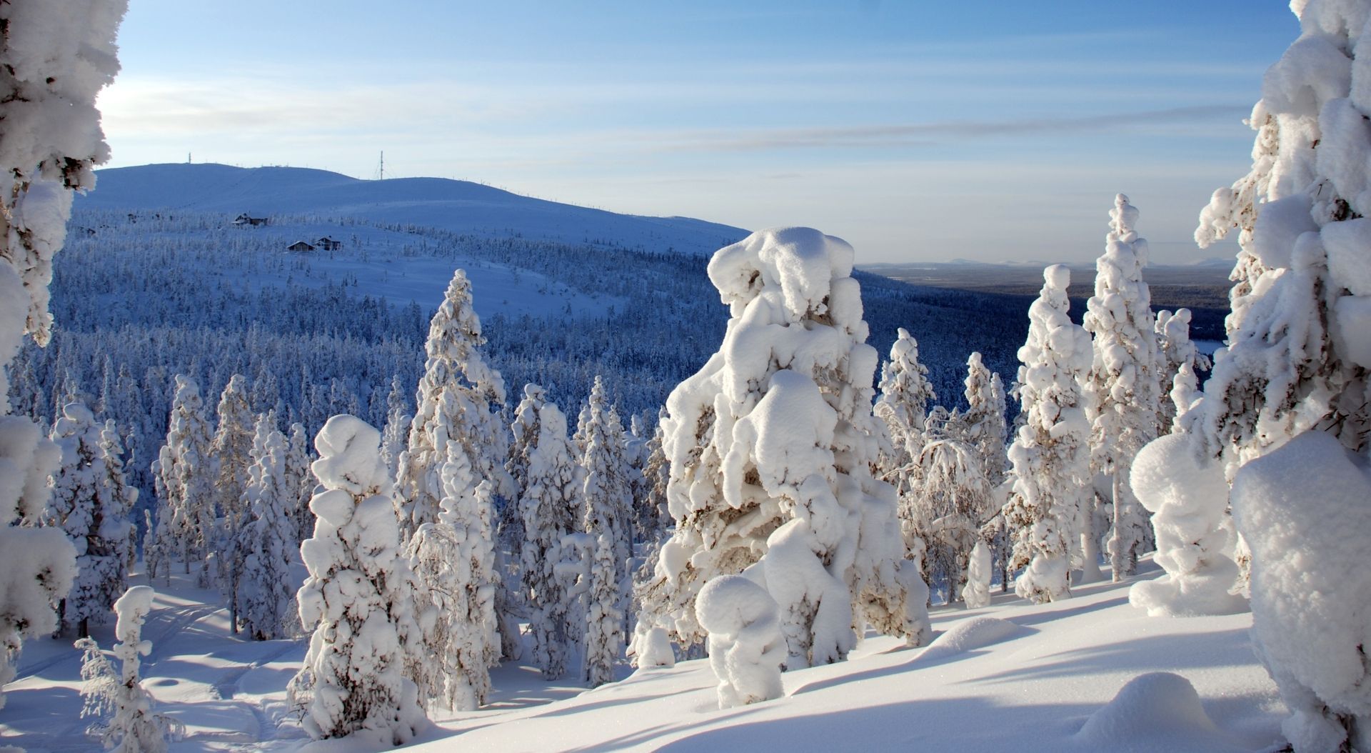 Snowshoeing tours in Levi to frozen trees forest
