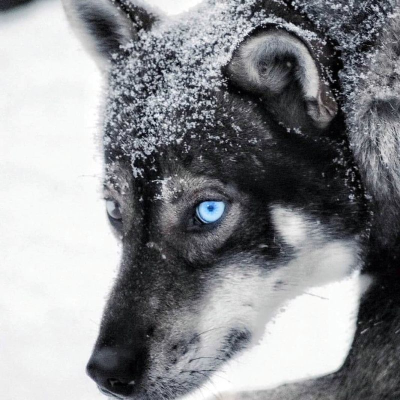 Black Husky with Blue Eye
