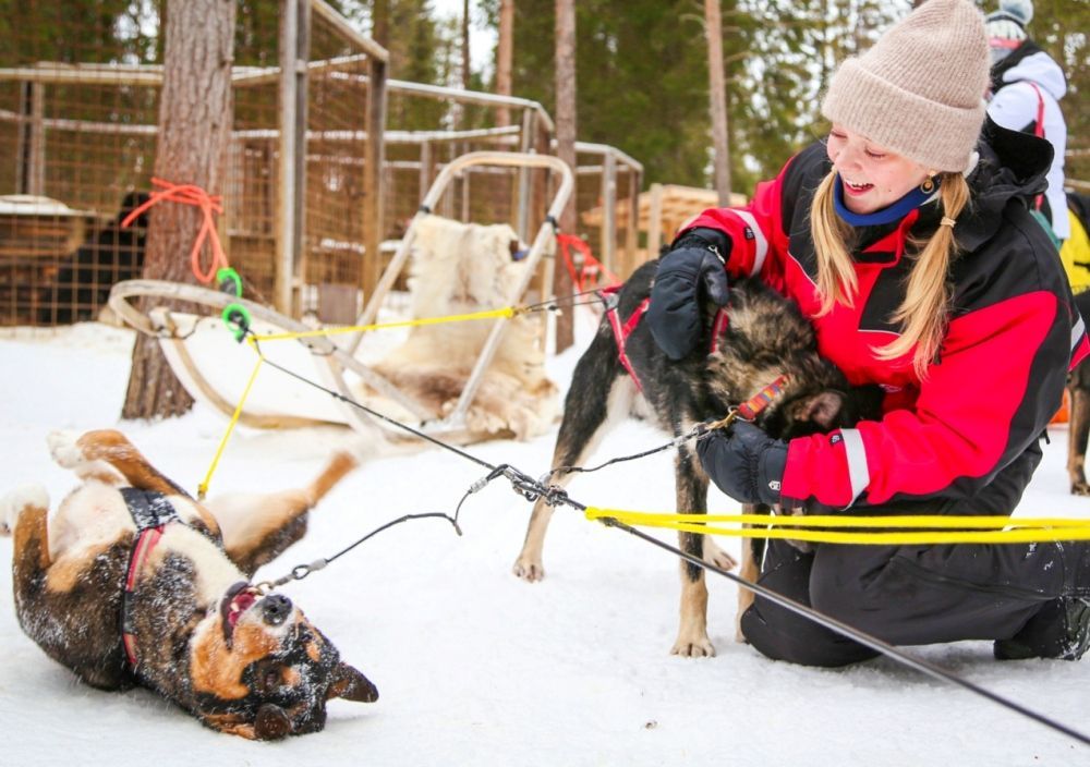 Siberian husky dog team ready for a ride in Levi