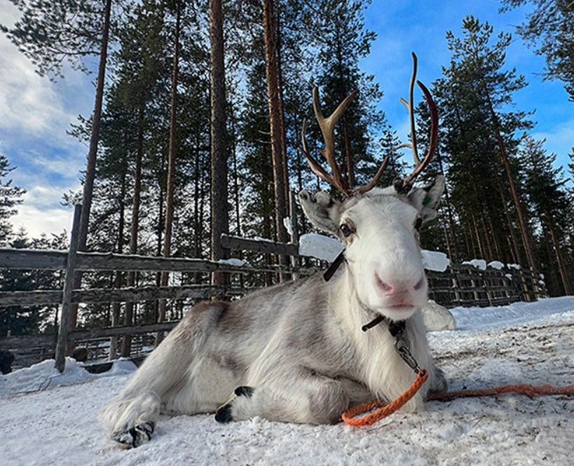 White reindeer in Levi farm waiting for the guests