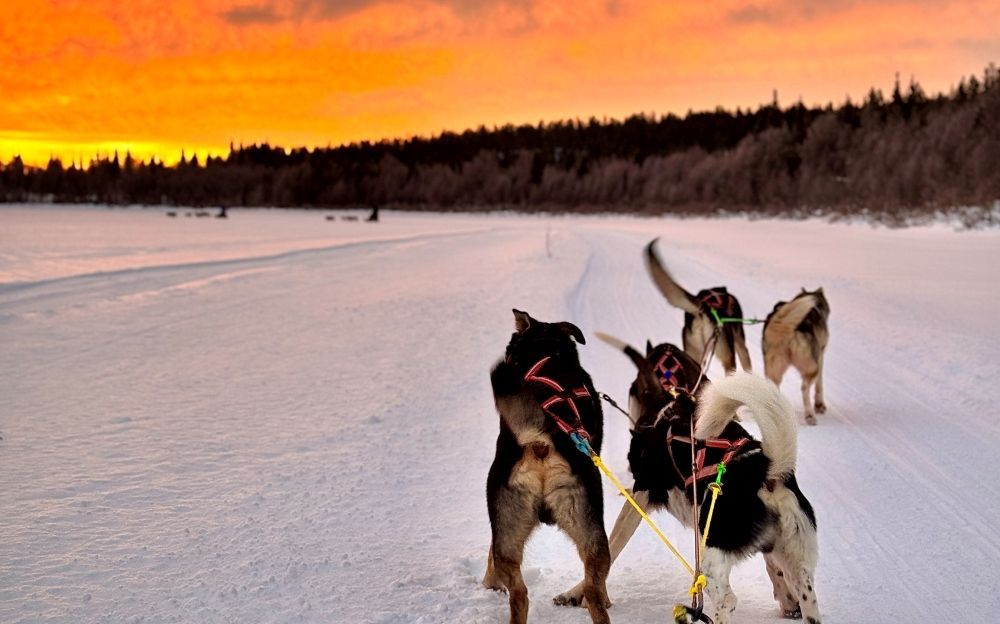 Self-drive husky safari 5 km route in Levi Finland