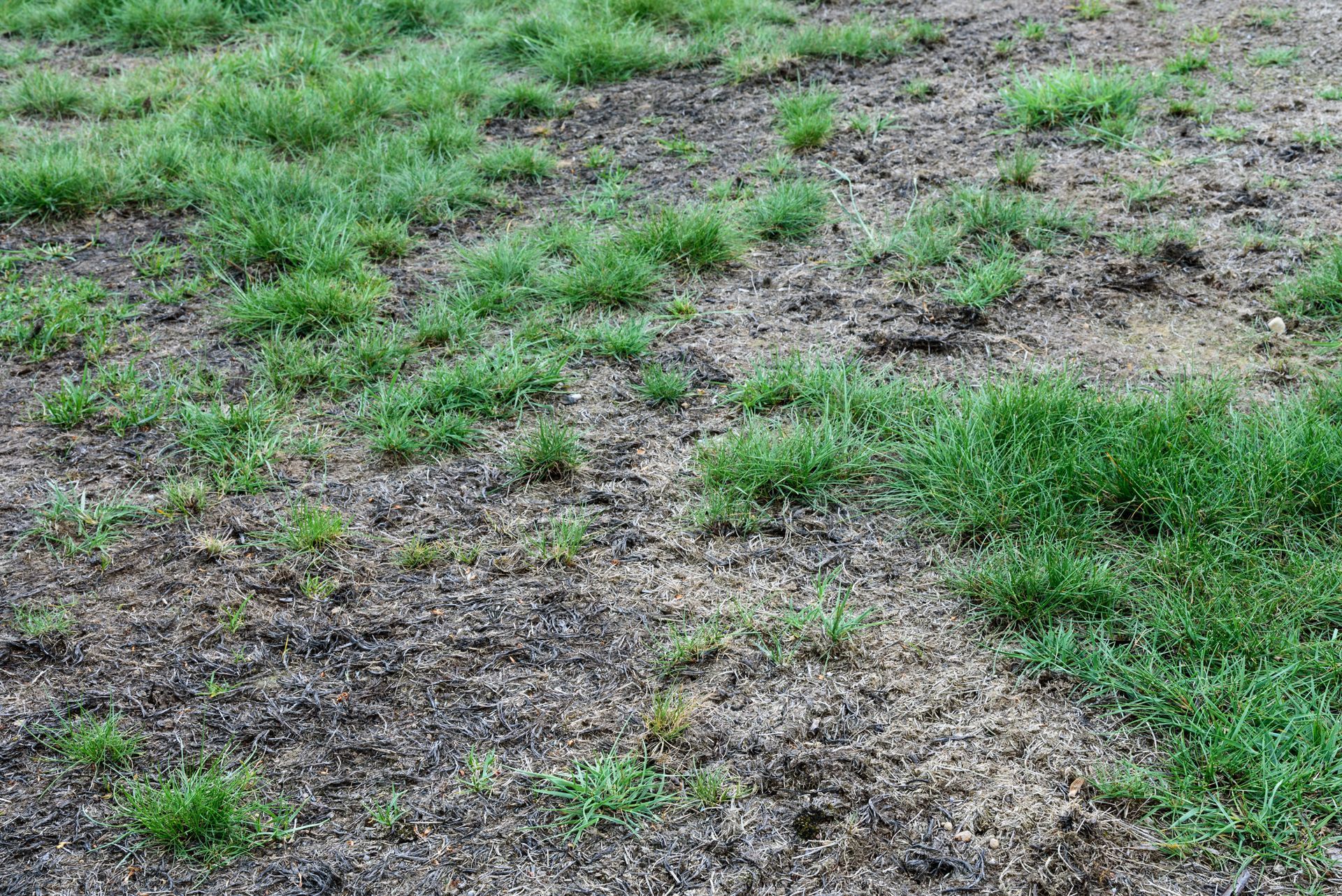 Patchy green grass and bare soil in a yard or field