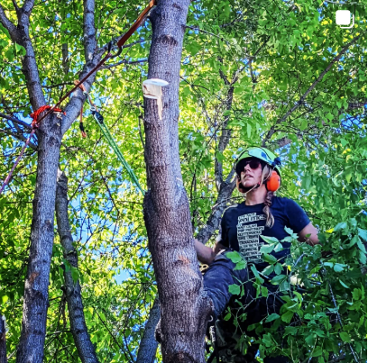 An arborist at work in a tree.