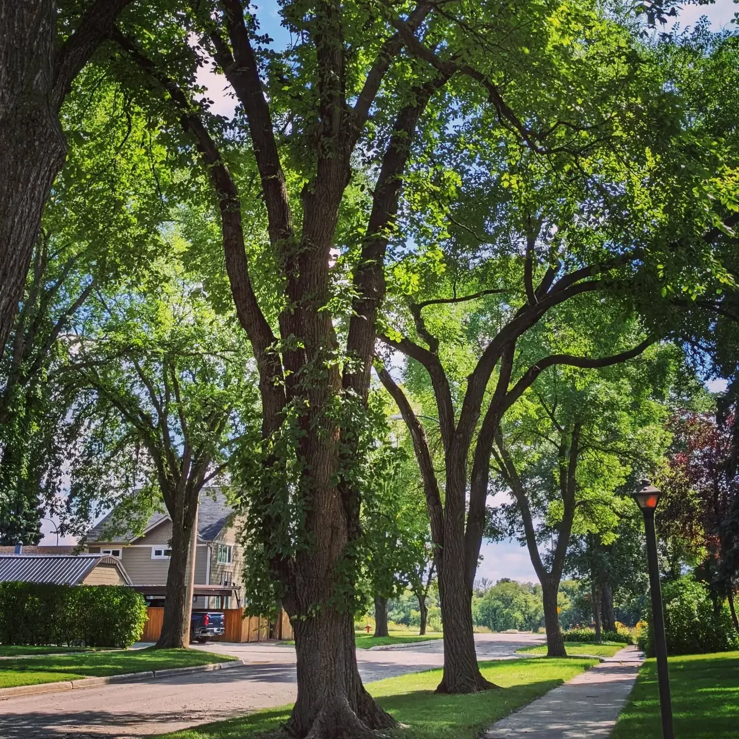 Tree Canopy Provides Shade and Beauty