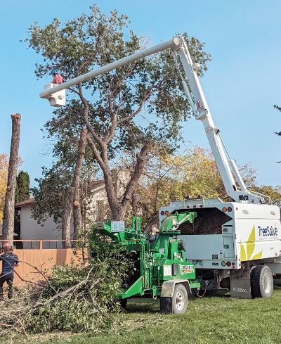 Arborist Pruning A Tree