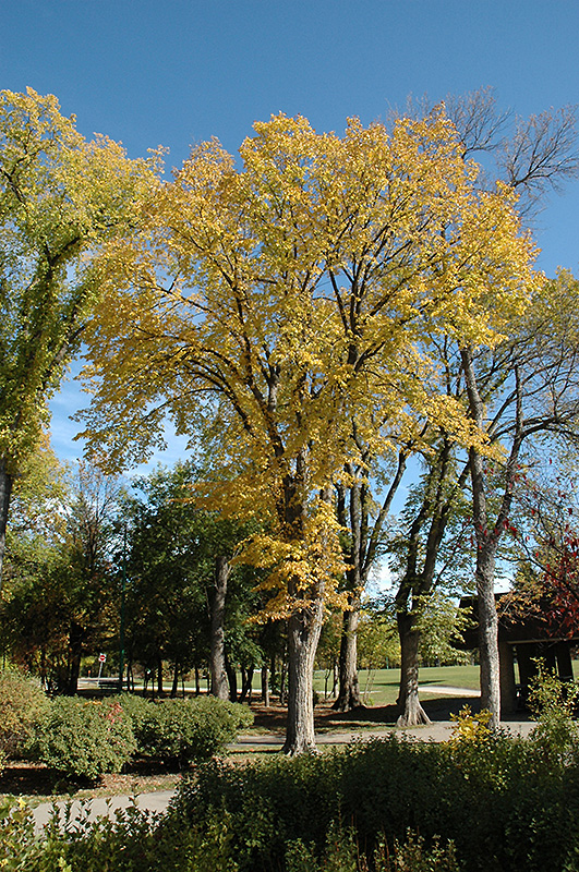 Trees In Autumn