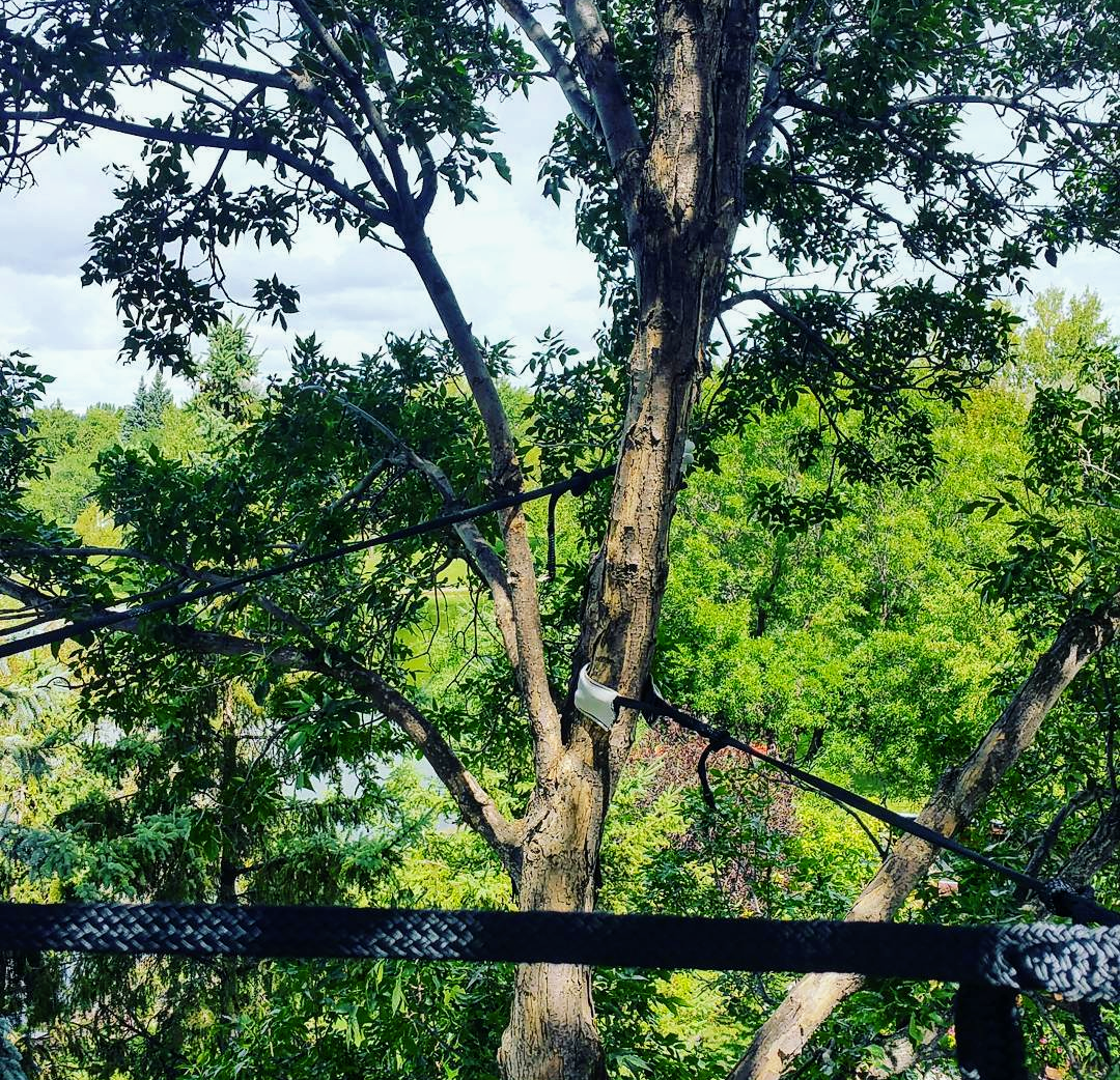 Cables providing support for Tree limbs.