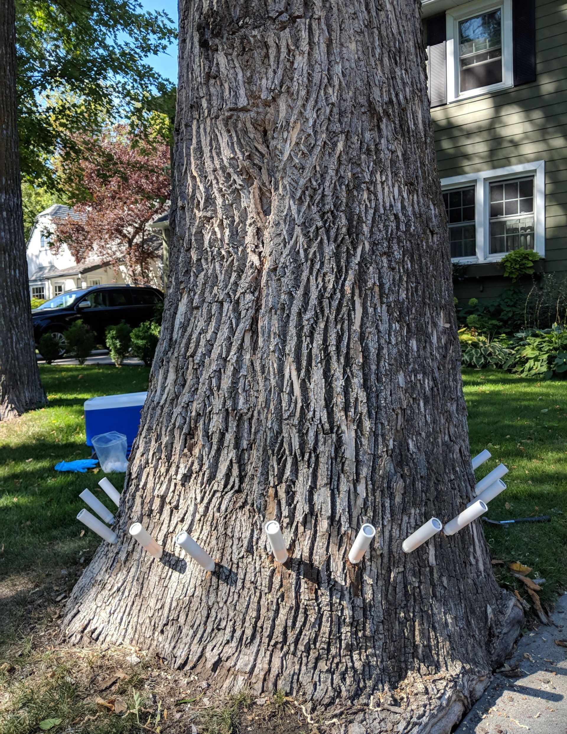 A tree trunk with plastic injectors attached to it in front of a house.