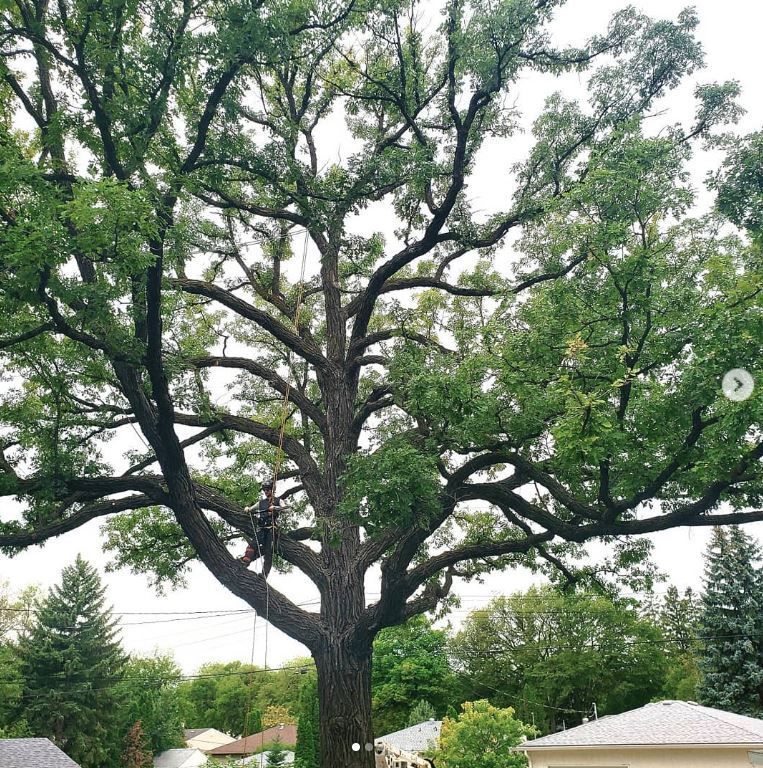Healthy Tree Canopy