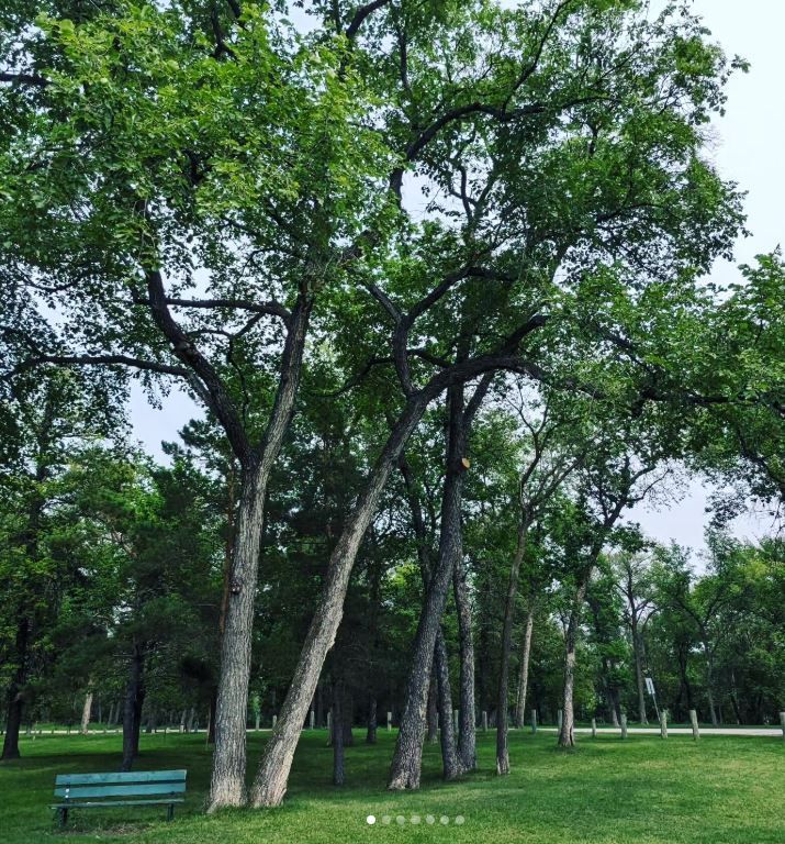 healthy trees