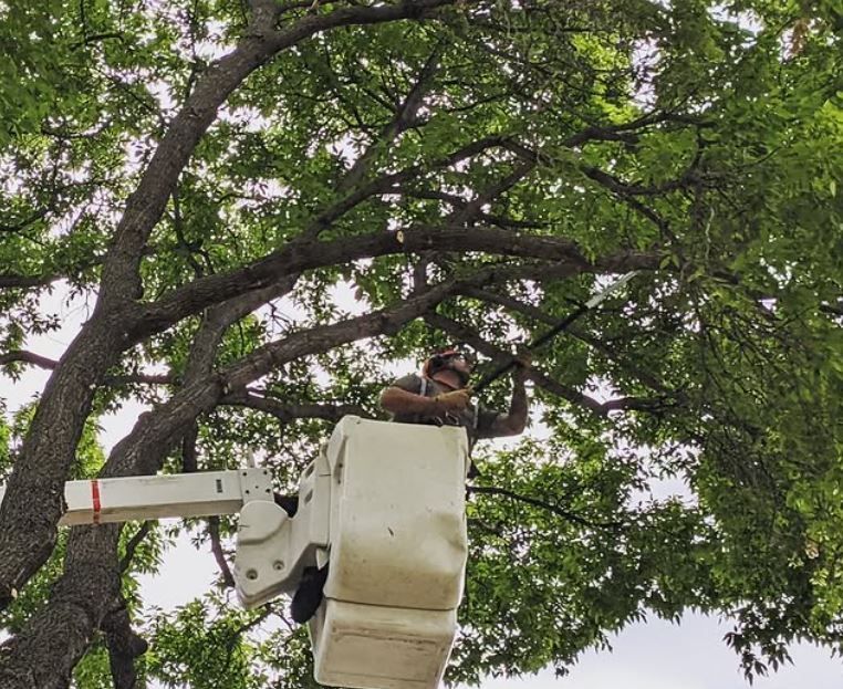 Tree Pruning