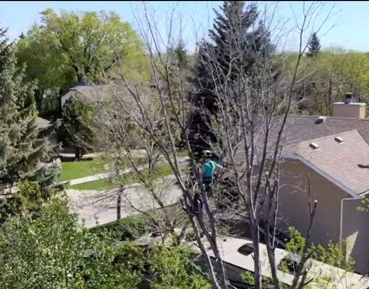 Tree Climber
