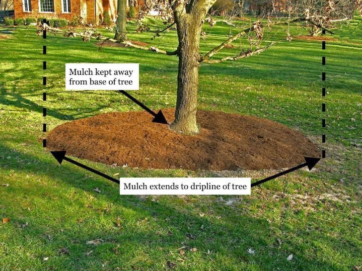 Proper Tree Mulching