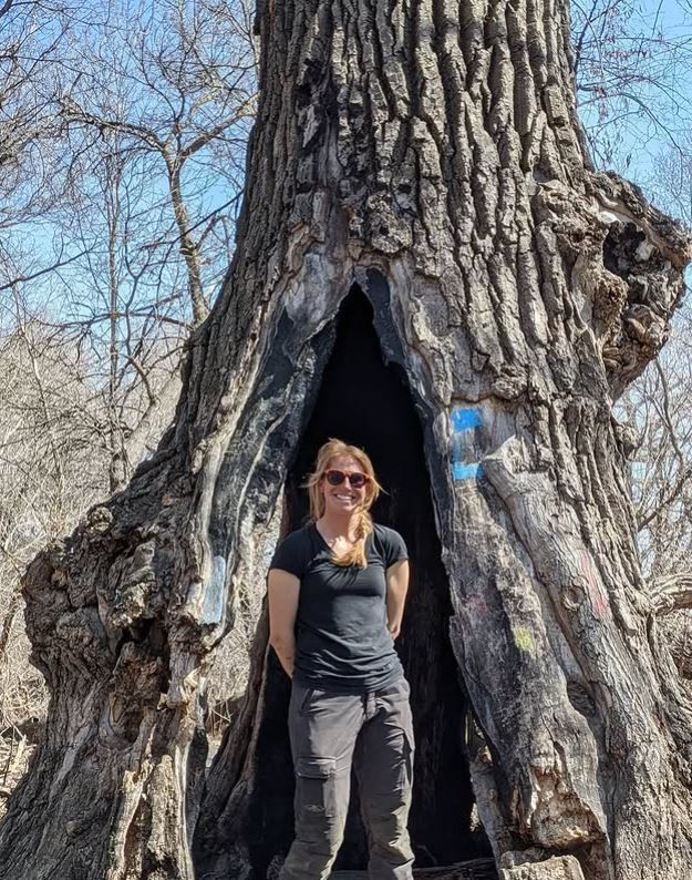 Arborist In Front Of A Tree Hollow