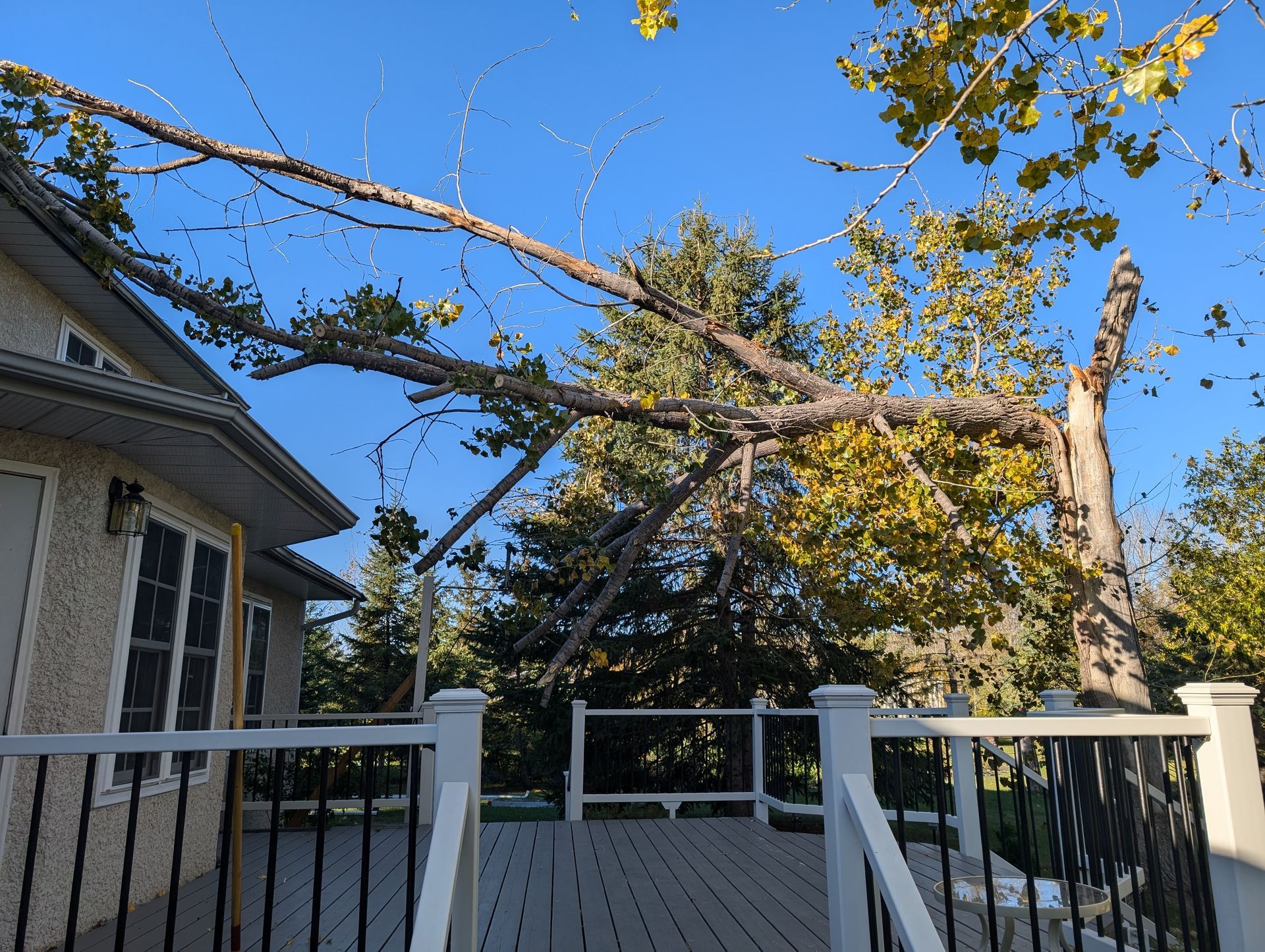 Tree fallen on house roof.