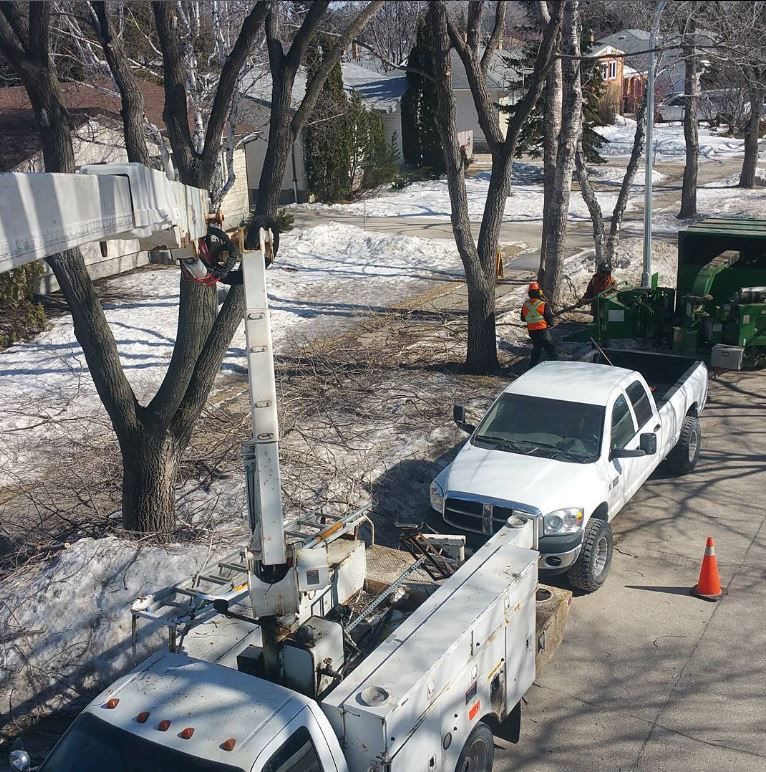 February Pruning In Winnipeg

