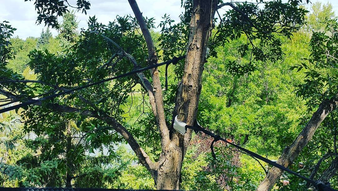 Tree cabling Winnipeg