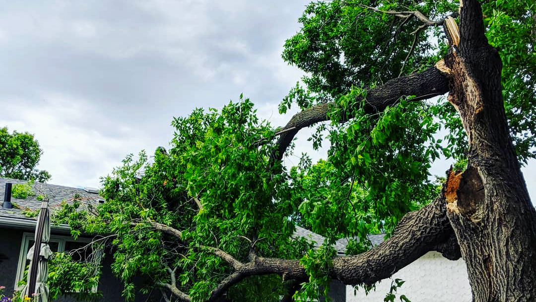 Broken Limb On Roof