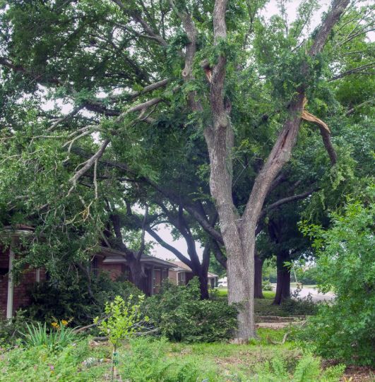 tree care needed