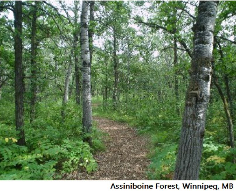 Assiniboine Forest
