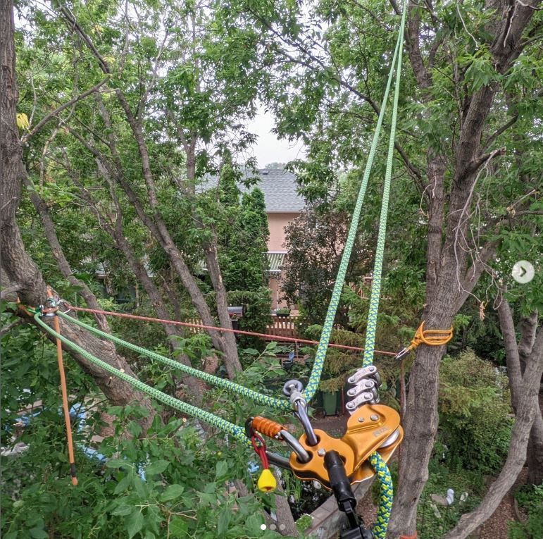 Tree Cabling