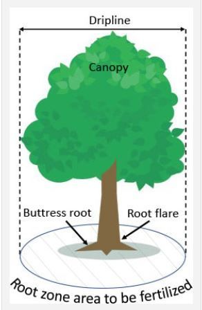 Tree Fertilization Guide
