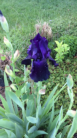 A purple flower is growing in the grass in a garden.