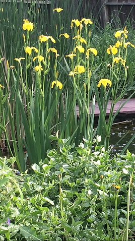 A bunch of yellow flowers are growing next to a pond.