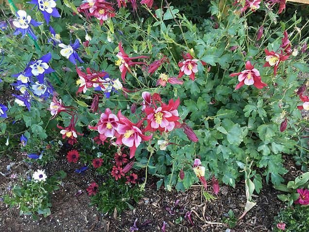 A bunch of flowers are growing in a garden.