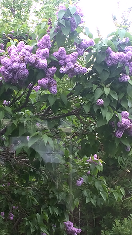 A bush with purple flowers and green leaves