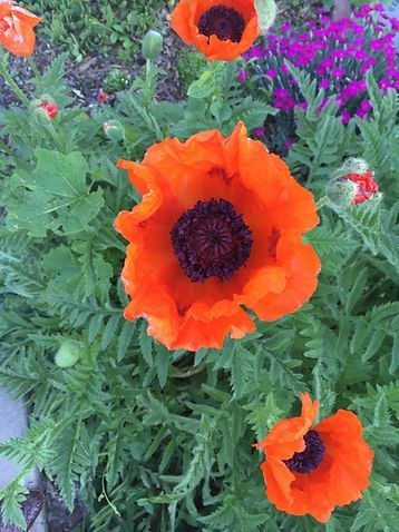 A close up of an orange poppy with a black center in a garden.