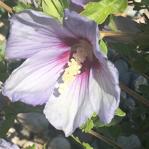 A close up of a purple flower with a yellow center