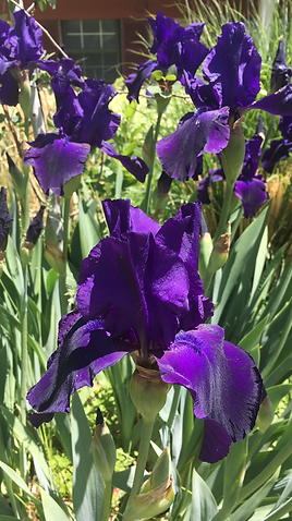 A bunch of purple flowers are growing in a garden.