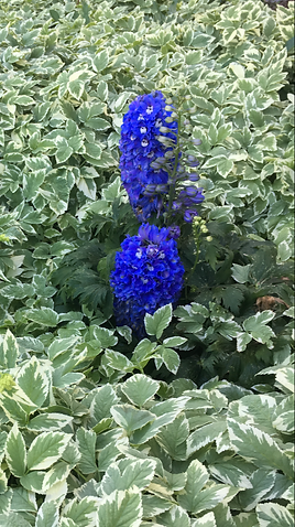 Two blue flowers are growing in a garden surrounded by green leaves.