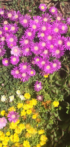 A bunch of purple and yellow flowers are growing in a garden.