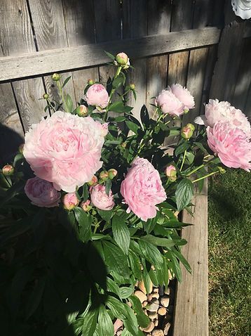 A bunch of pink flowers are growing in a pot in front of a wooden fence.