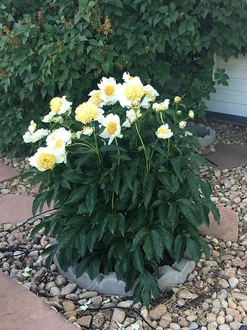 A potted plant with white and yellow flowers in a rock garden.