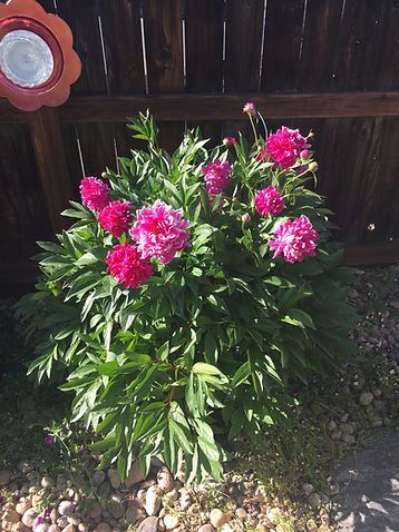 A bush with pink flowers and green leaves is in front of a wooden fence.