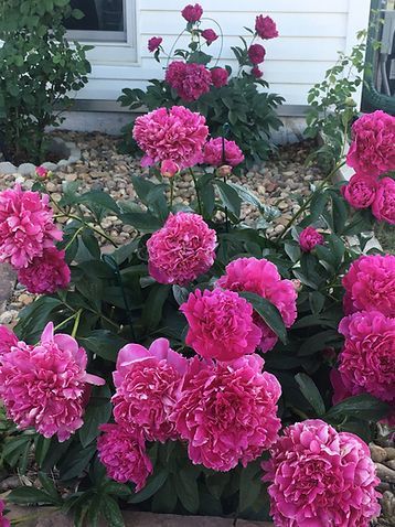 A bunch of pink flowers are growing in a garden in front of a house.