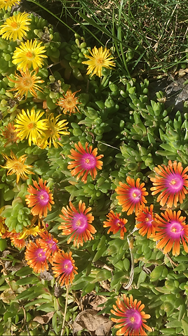 A bunch of flowers are growing in the grass.