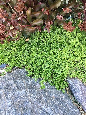 A bunch of green plants are growing on a rock.