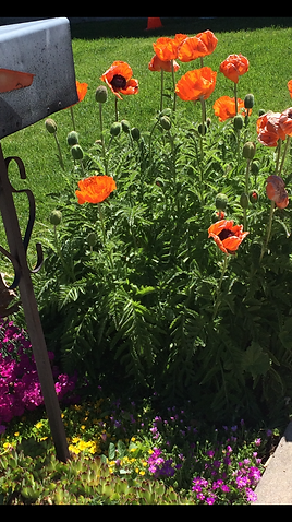 A bunch of flowers are growing in a garden next to a mailbox.
