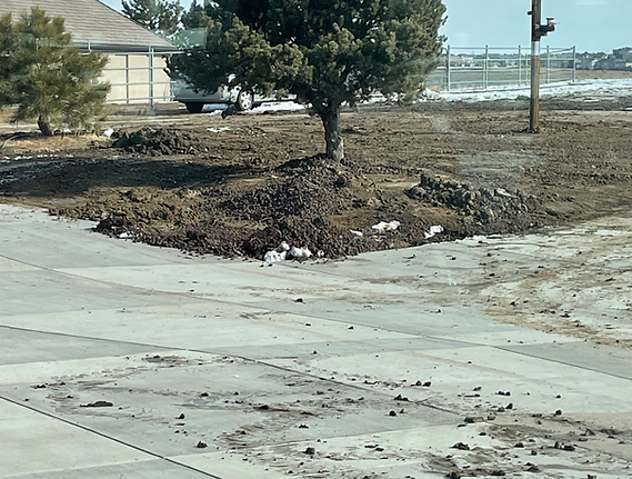 A Concrete Driveway With a Tree in the Middle of It
