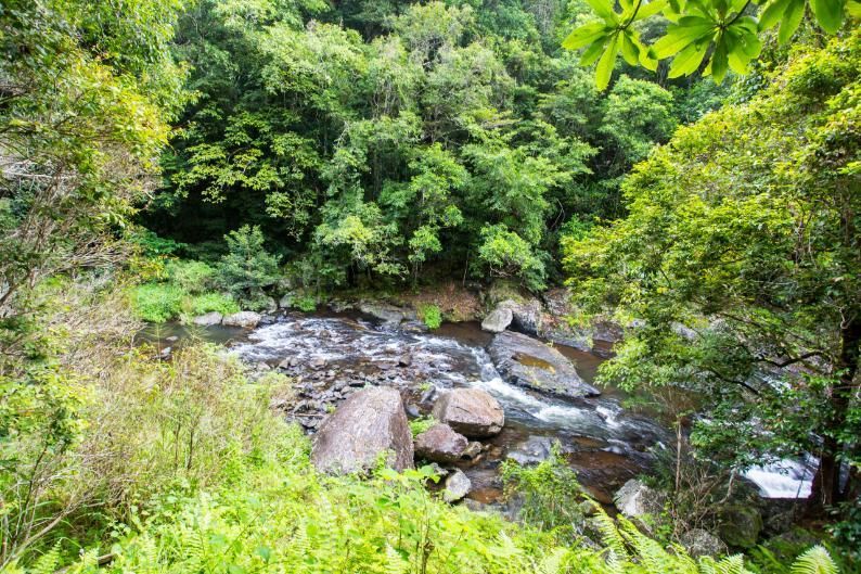 A River Flowing Through a Lush Green Forest Surrounded by Trees and Rocks — Traditional Tiles & Flooring in Redlynch, QLD