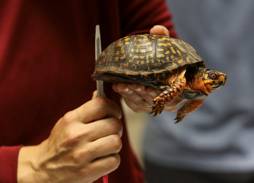 Hand holding a small turtle with patterned shell against a blurred indoor background