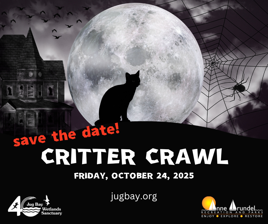 Halloween night poster: black cat, full moon, haunted house, spider web, “Critter Crawl” fundraiser text.