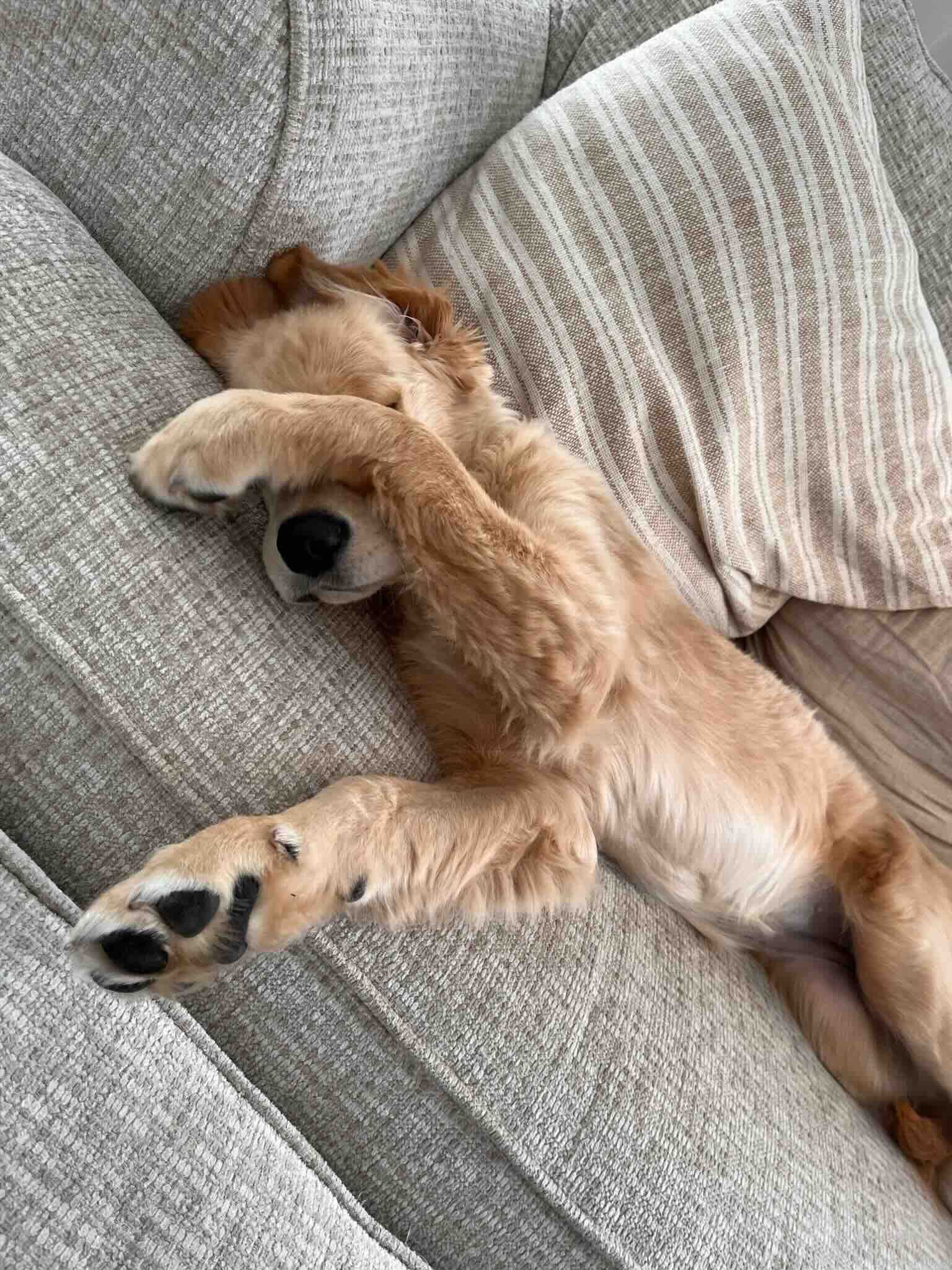 A dog is laying on its back on a couch.